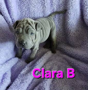 Shar Pei Dogs Available for Adoption in West Peoria, Illinois - Clara B | PetCurious