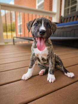 CALLIE -  Pit Bull Terrier Dog for Adoption in Evans, Georgia - CALLIE | PetCurious