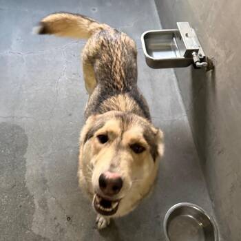 Farrah A5686037 -  Siberian Husky Dog for Adoption in Los Angeles, California - Farrah A5686037 | PetCurious