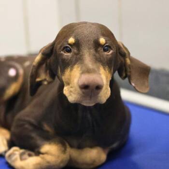 APPA -  Doberman Pinscher Dog for Adoption in San Antonio, Texas - APPA | PetCurious