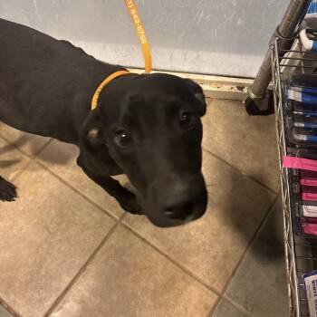 Christmas -  Mixed Breed Dog for Adoption in Chattanooga, Tennessee - Christmas | PetCurious