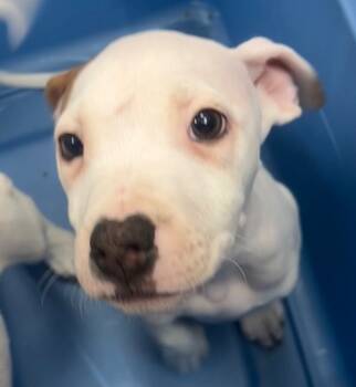 Rescue Terrier and Hound Dogs for Adoption in Hartsville, South Carolina - Meringue (Mx6) | PetCurious