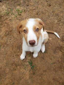 Australian Shepherd Dogs Available for Adoption in Anderson, Texas - Skye | PetCurious