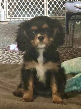 Cavalier King Charles Spaniel Dogs Available for Adoption - Kit Kat | PetCurious