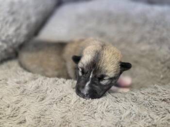 Evee -  Collie Dog for Adoption in Carthage, Missouri - Evee | PetCurious