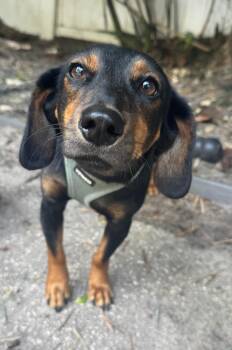 Dachshund Dogs Available for Adoption in Navarre, Florida - Rue | PetCurious