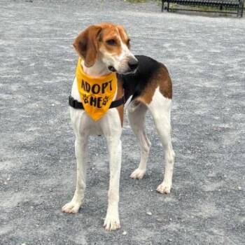 Waylon -  Hound and Mixed Breed Dog for Adoption in Chester, Maryland - Waylon | PetCurious