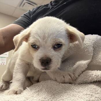 Chihuahua Dogs Available for Adoption in Yuma, Arizona - Bunny | PetCurious