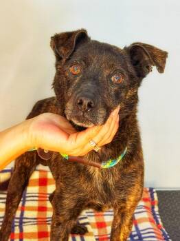 Terrier Dogs Available for Adoption in Meherrin, Virginia - Tigger | PetCurious