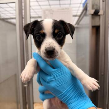 Jack Russell Terrier and Chihuahua Dogs Available for Adoption in West Palm Beach, Florida - Fluffernutter | PetCurious