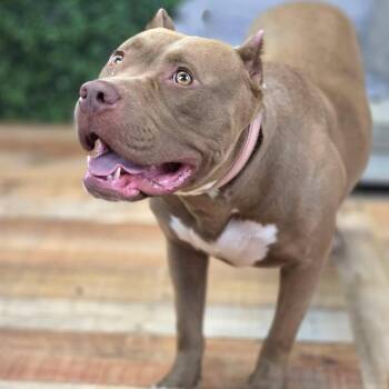 Zolie (Sponsored) -  Pit Bull Terrier Dog for Adoption in East St. Louis, Illinois - Zolie (Sponsored) | PetCurious