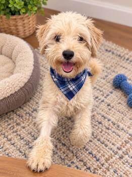 Peluso -  Miniature Poodle and Miniature Schnauzer Dog for Adoption in Phoenix, Arizona - Peluso | PetCurious