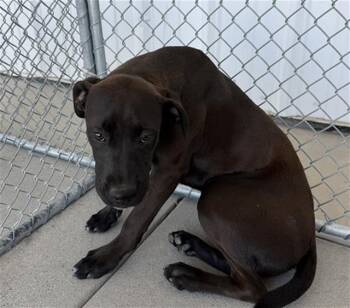 Chocolate Labrador Retriever and Boxer Dogs Available for Adoption in Thousand Oaks, California - Darcie - URGENT AND AT RISK | PetCurious