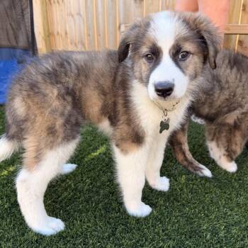 Eclair -  Great Pyrenees Dog for Adoption in La Grange, Kentucky - Eclair | PetCurious