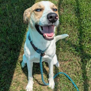 Winnie -  Whippet and Hound Dog for Adoption in Smithville, Tennessee - Winnie | PetCurious