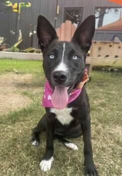 Rescue Husky and Border Collie Dogs for Adoption in Houston, Texas - Roxy | PetCurious