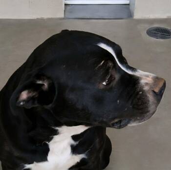 Gator -  American Staffordshire Terrier Dog for Adoption in Kingman, Arizona - Gator | PetCurious
