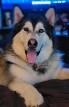 Timber -  Alaskan Malamute Dog for Adoption in Gladwin, Michigan - Timber | PetCurious