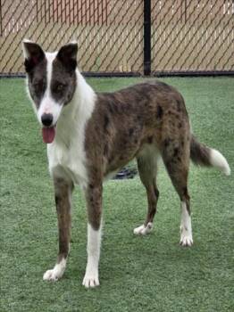 Australian Shepherd Dogs Available for Adoption - MILLIE | PetCurious