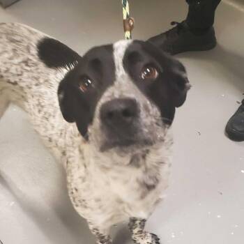 Mixed Breed Dogs Available for Adoption in Asheville, North Carolina - Sebastian | PetCurious