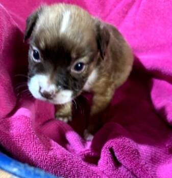 Belinda -  Boxer and Mixed Breed Dog for Adoption in West Memphis, Arkansas - Belinda | PetCurious