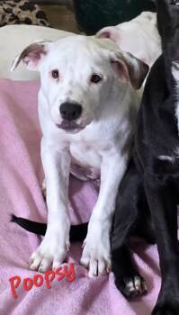 Poopsy -  Pit Bull Terrier and Boxer Dog for Adoption in Watertown, Connecticut - Poopsy | PetCurious