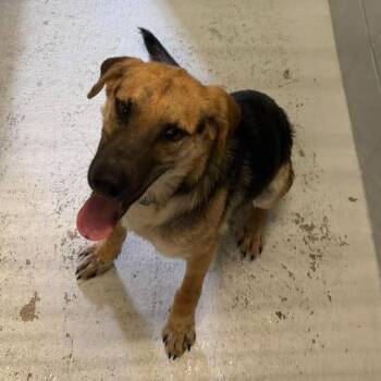 Wayne 26-09-086 -  Shepherd Dog for Adoption in Bastrop, Texas - Wayne 26-09-086 | PetCurious