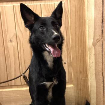 Rescue German Shepherd Dog Dogs for Adoption in Chuckey, Tennessee - Mufasa | PetCurious