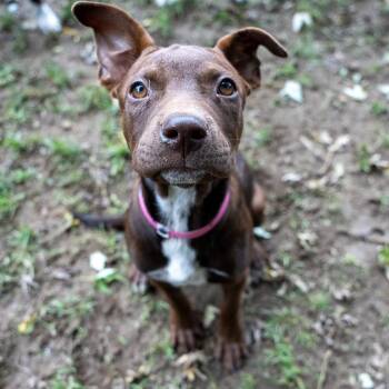 Jill -  Chocolate Labrador Retriever and Spaniel Dog for Adoption in Pawling, New York - Jill | PetCurious