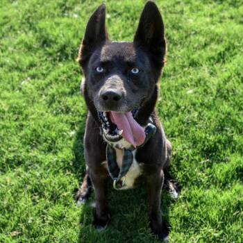 STRIKER -  Husky Dog for Adoption in Weatherford, Texas - STRIKER | PetCurious