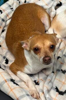 Chihuahua Dogs Available for Adoption in Rustburg, Virginia - Faith - Not At Shelter (Sharrie) | PetCurious
