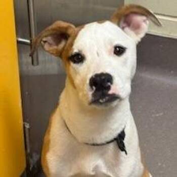 Pit Bull Terrier Dogs Available for Adoption in Norman, Oklahoma - Chuck | PetCurious