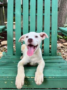 Pit Bull Terrier Dogs Available for Adoption in Princeton, Massachusetts - Butterscotch | PetCurious
