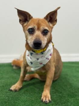 Chihuahua and Corgi Dogs Available for Adoption in Carlsbad, California - Katie-One Of Our Amazing Rescue Dogs | PetCurious