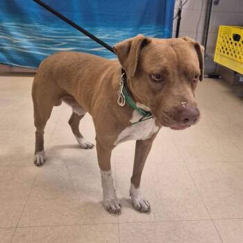 Mixed Breed Dogs Available for Adoption - Rolo | PetCurious