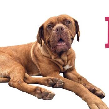 Izzy -  Dogue De Bordeaux Dog for Adoption in Welch, Minnesota - Izzy | PetCurious