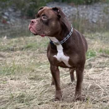 Rescue American Bulldog and American Bully Dogs for Adoption in Toronto, Ontario - Arlo $1 ADOPTION FEE | PetCurious