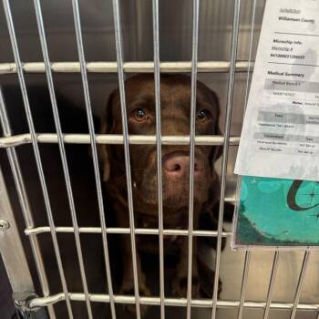 Chocolate Labrador Retriever Dogs Available for Adoption - Astrid *FOSTER OR FOSTER-TO-ADOPT NEEDED* | PetCurious