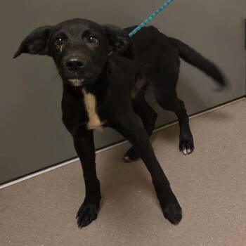 Webster -  Labrador Retriever Dog for Adoption in Norman, Oklahoma - Webster | PetCurious