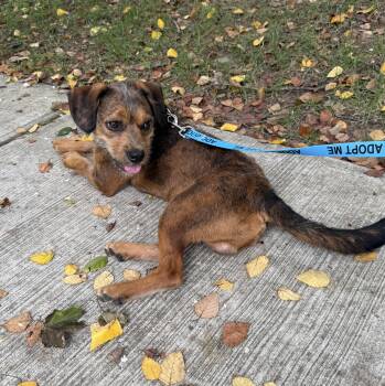 Astro Beau -  Border Terrier Dog for Adoption in Chevy Chase, Maryland - Astro Beau | PetCurious