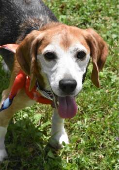 Beni -  Beagle Dog for Adoption in Whitewater, Wisconsin - Beni | PetCurious