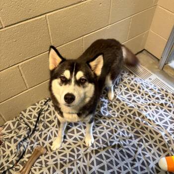 Dory -  Husky and Mixed Breed Dog for Adoption - Dory | PetCurious