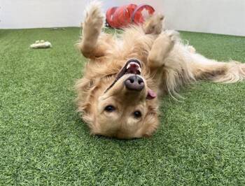 MAY -  Golden Retriever Dog for Adoption in Fort Lauderdale, Florida - MAY | PetCurious