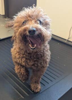 Cavalier King Charles Spaniel and Poodle Dogs Available for Adoption in Barron, Wisconsin - Ruby | PetCurious