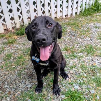 Labrador Retriever Dogs Available for Adoption in Wake Forest, North Carolina - K