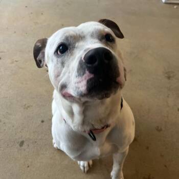 Brick -  Mixed Breed Dog for Adoption in Bentonville, Arkansas - Brick | PetCurious