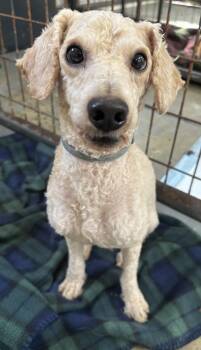 Rescue Miniature Poodle and Poodle Dogs for Adoption in North Haven, Connecticut - Tucker | PetCurious