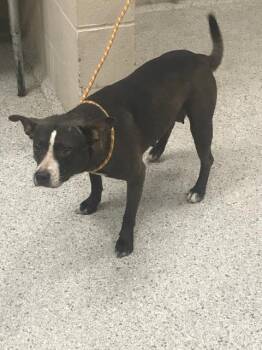 CHANTILLY -  Pit Bull Terrier and Mixed Breed Dog for Adoption in Conroe, Texas - CHANTILLY | PetCurious