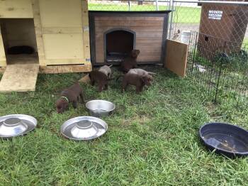 Labrador Retriever Dogs Available for Sale in Horton, Michigan - Multiple  | PetCurious