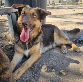 Rescue Australian Cattle Dog Blue Heeler Dogs for Adoption in El Centro, California - Piper | PetCurious
